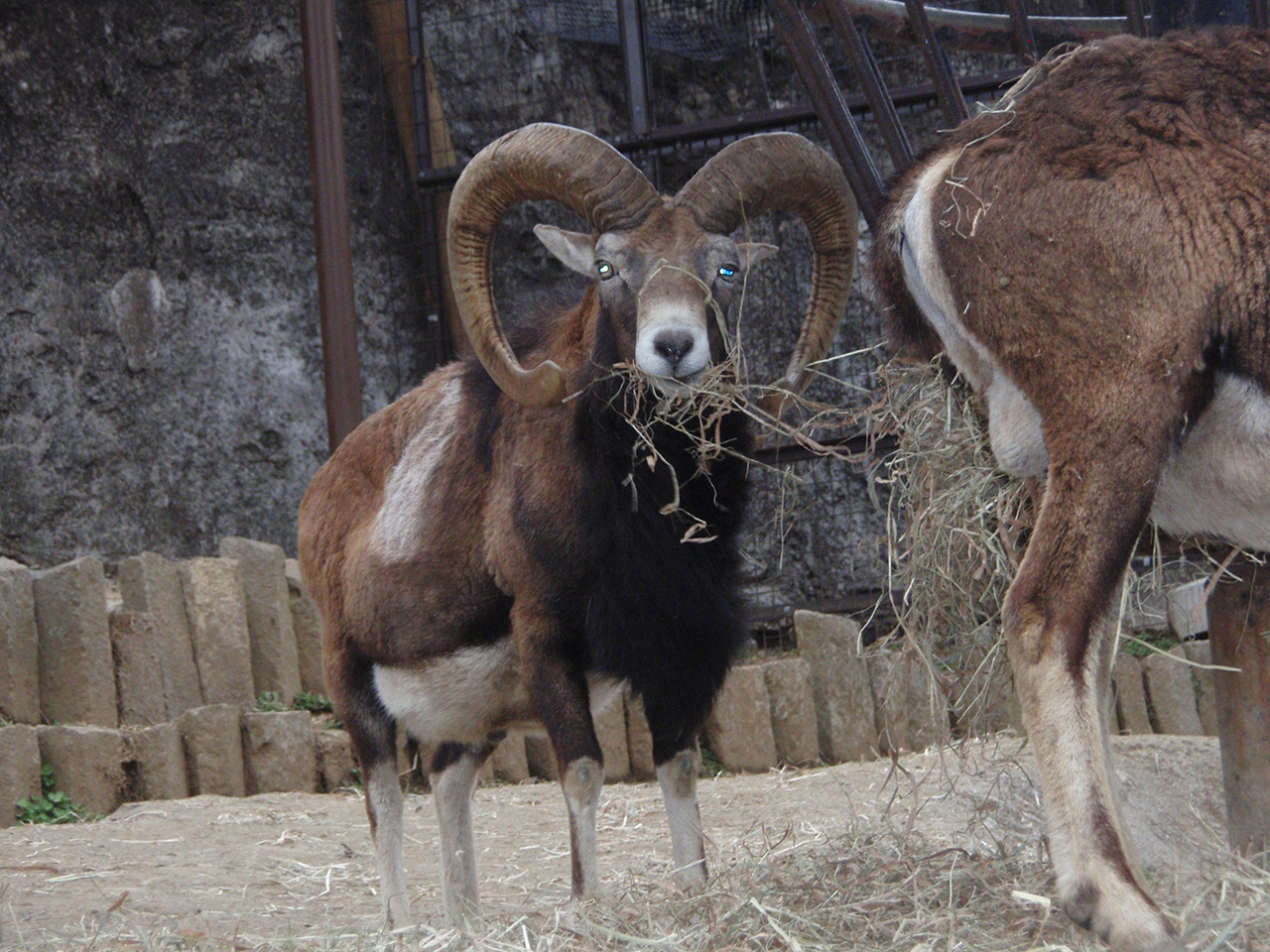 コルシカ島の羊とヤギ - フランスSV : Global Studies Program 2014 : YNU