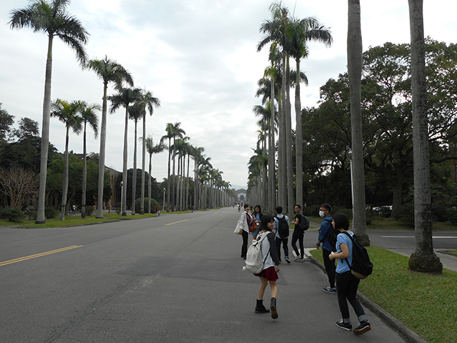 写真1：大王椰子の並木道 [Taiwan SV2015]